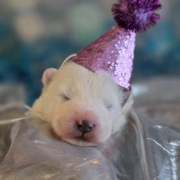 Purple girl - White female Samoyed puppy in Elwell, Michigan from Limelight Samoyeds