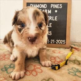 Yellow - Red merle female Australian Shepherd puppy in Camp Verde, Arizona from Diamond Pines Farm