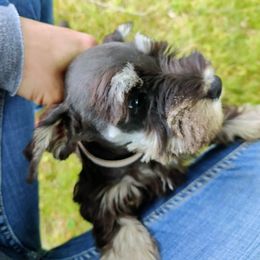 Miniature Schnauzer Puppies from Barenaba Schnauzers