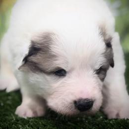 Moose Red collar male - White and badger male Great Pyrenees puppy in Fair Grove, Missouri from Allen Wags & Woolies