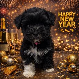 VP Pink - Black and white female Schnoodle puppy in Benson, North Carolina from A Bundle of Love