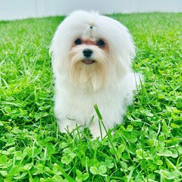 Theo - Maltese