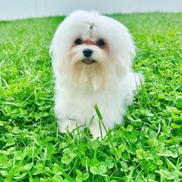 Theo - Maltese
