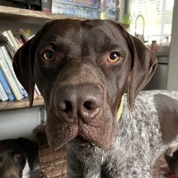 Lincoln  - German Shorthaired Pointer