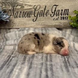 Ella - White and blue merle female Border Collie puppy in Moody, Texas from Narrow Gate Farm