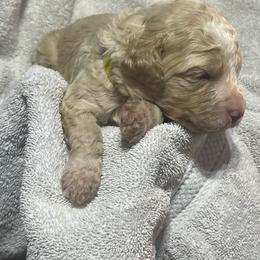 Yellow collar - Apricot female Goldendoodle puppy in Mc Cook, Nebraska from Powers Doodles