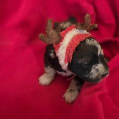 Boy 2 - Black and tan male Corgipoo puppy in Junction, Utah from Sugar Doodles