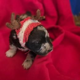 Boy 2 - Black and tan male Corgipoo puppy in Junction, Utah from Sugar Doodles