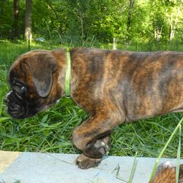 Boxer Puppies from Boxers vom Norden