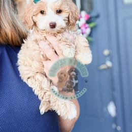 Rebecca Chambers - Fawn and white female Sheepadoodle puppy in Marion, Ohio from Doodles & Doxies