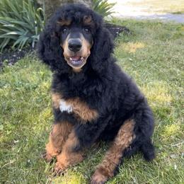 Poodle puppies from Cedar Ridge Standard Poodles