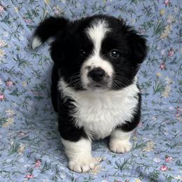 Axel-Fluffy - Black and white male Cardigan Welsh Corgi puppy in Hope, Arkansas from Foxy Knoll Farm