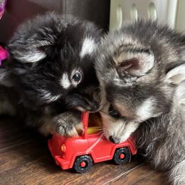 Honey - Black and white female Pomsky puppy in Cadillac, Michigan from JHS Pomskies