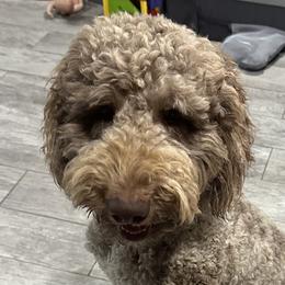 Rosie - Labradoodle