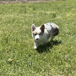 Yoshi - American Corgi
