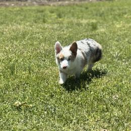 Yoshi - American Corgi
