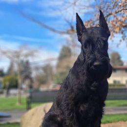 Giant Schnauzers from Preston Schnauzers