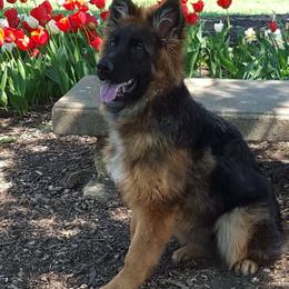 German Shepherds from Tuchscherer Kennel