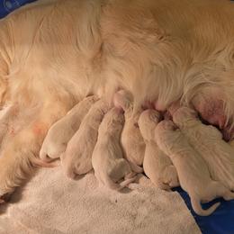 Beth - Light golden female Golden Retriever puppy in Scio, Oregon from Webb's Wold Kennels