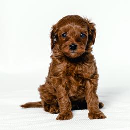 Nigel - Red  male Goldendoodle puppy in Slc, Utah from Timp Doodles