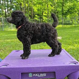 RTS Erawan - Silver male Poodle puppy in Oxford, New York from Rattle the Stars Standard Poodles