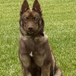 Rocket (staying with me) - Red and white male Siberian Husky puppy in Fairborn, Ohio from Haven of Free Spirits