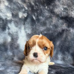 Victoria - Blenheim female Cavalier King Charles Spaniel puppy in Knoxville, Tennessee from Rocky Top Cavapoos