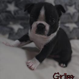 Grim - Black and white male Boston Terrier puppy in Clinton Township, Michigan from Greenberg's Boston Terriers & Bullies of Metro Detroit