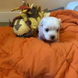 Zimo - White female Coton de Tulear puppy in Boise, Idaho from Avana cotons