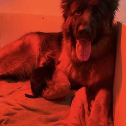 Girl 1 - Black and red female German Shepherd puppy in Twin Lake, Michigan from VanBlargan German Shepherds