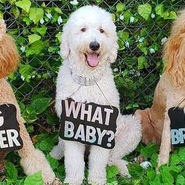 Goldendoodles from Boca Goldendoodles