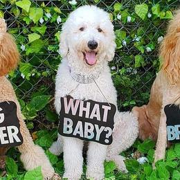 Goldendoodles from Boca Goldendoodles