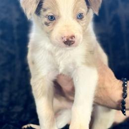 Barney - Red merle male Border Collie puppy in East Ellijay, Georgia from Nine Peaks Border Collies