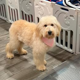 White - Cream female Goldendoodle puppy in Bakersfield, California from Lavish Doodles