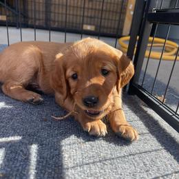 Max - Dark golden male Golden Retriever puppy in Wellington, Colorado from High Country Golden Retrievers
