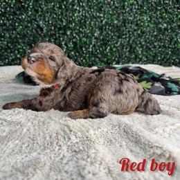 Red boy - Blue merle male Bernedoodle puppy in Modesto, California from Two Doods Doodles