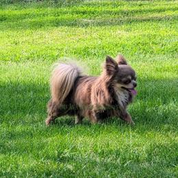 Happy - Chihuahua