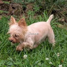 Yorkshire Terrier puppies from Tiny Tushy Lodge