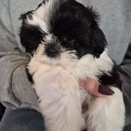 Lovey - Black and white female Shih Tzu puppy in Green Valley Lake, California from All American Shih Tzu Puppies