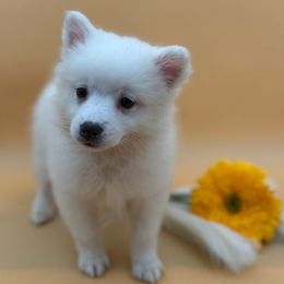 Toffee - White male American Eskimo Dog puppy in Valrico, Florida from Shadow Kennels