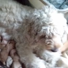 Scooby - Goldendoodle