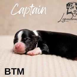 Captain - Black tri male Miniature American Shepherd puppy in Leitchfield, Kentucky from Legendmaker MAS
