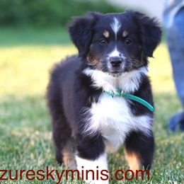 Miniature American Shepherd Puppies from Azure Sky Minis
