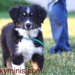 Miniature American Shepherd Puppies from Azure Sky Minis
