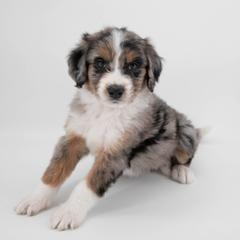 Australian Mountain Doodle Puppies from Brick House Farm Doodles