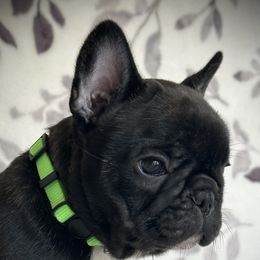 French Bulldog Puppies from HazyDayFrenchies