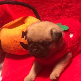 Pug Puppies from Pickwick Pugs