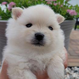 AKC DENVER - MALE - Cream male Pomeranian puppy in Bolivia, North Carolina from Red Wagon Pomeranians