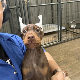 Boy 2 - Red and rust male Doberman Pinscher puppy in Elgin, Texas from New Horizons Kennels