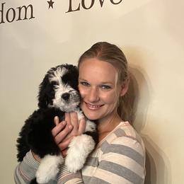 Bernedoodle Puppies from HooDoodles